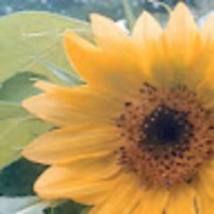 Meet your Posher, Deb